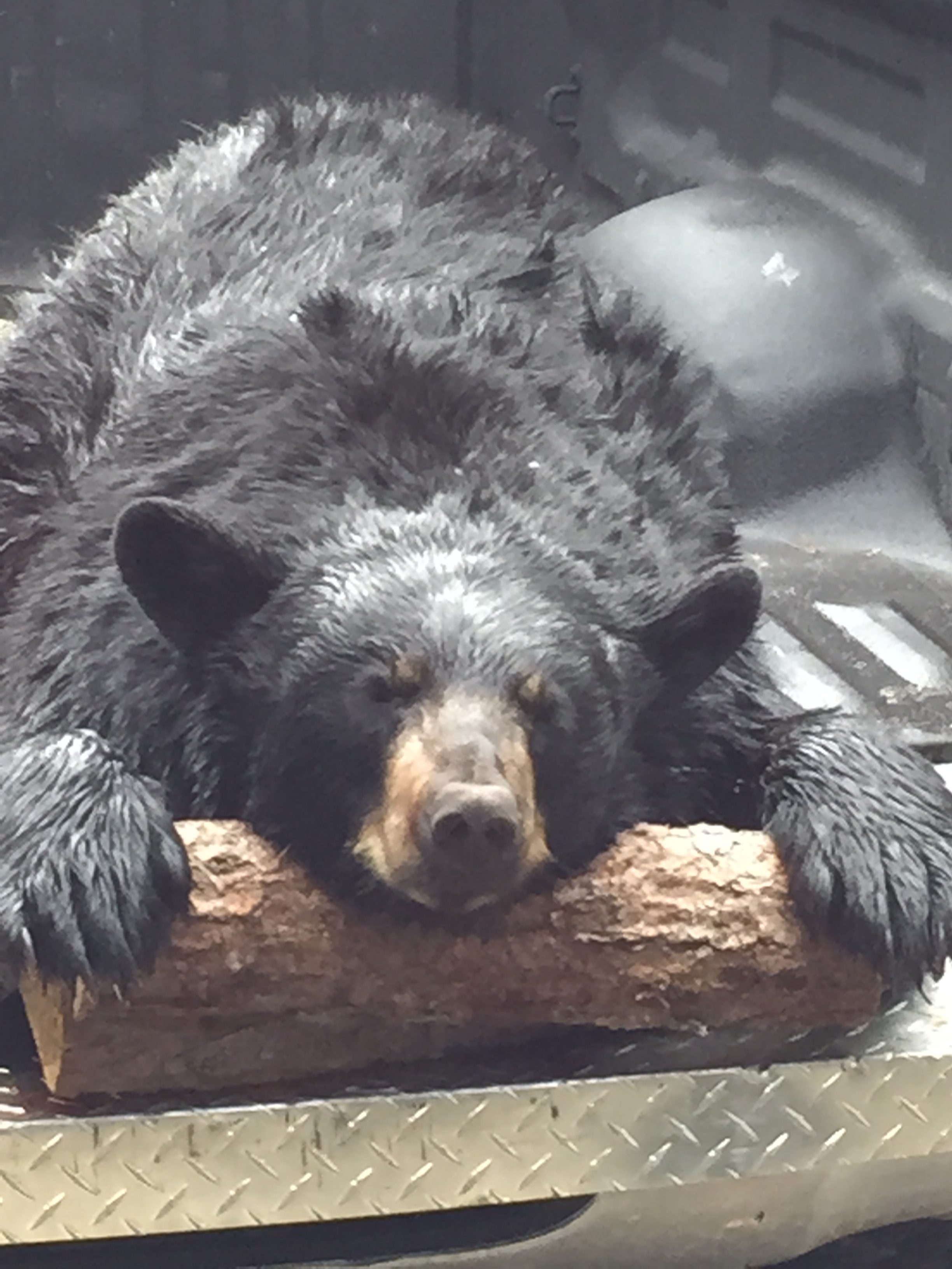 Five Lakes Lodge Hunting Gallery. Bear Hunt.